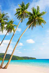 Tropical white sand with palm trees