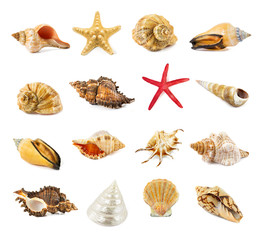 seashell isolated on a white
