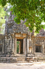 Giant tree growing over the ancient ruins