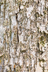 Old tree bark texture