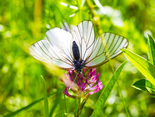 beautiful white butterfly on flower