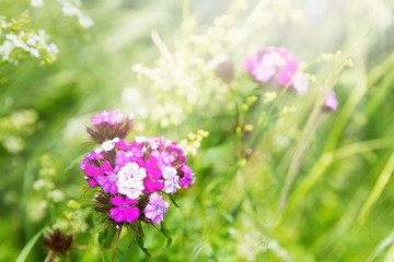 flowers on the green meadow