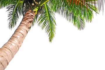 Keuken foto achterwand Palmboom Kokospalm