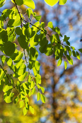 branch of Cercidiphyllum japonicum