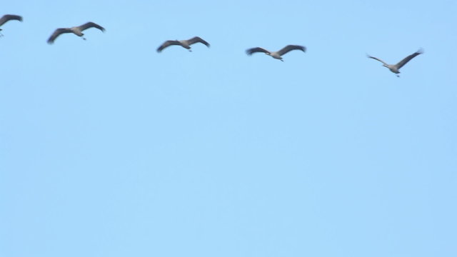 Migrating Common Cranes or Eurasian Cranes (Grus Grus) birds flying in the clear blue sky during an autumn day. 