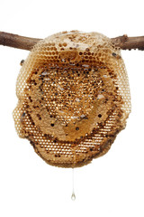 honeycomb sweet fresh golden white background