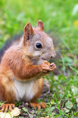 Naklejka na ściany i meble Brown squirrel with nuts