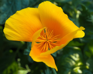 Fototapeta premium California Poppy Golden Inside