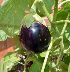 Eggplant/Fresh purple eggplant still attached to the growing plant.