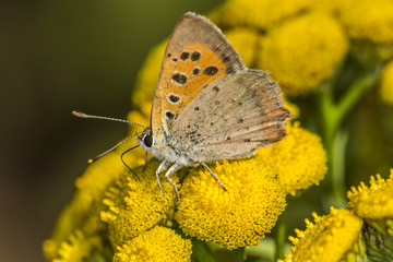 Kleiner Feuerfalter (Lycaena phlaes)