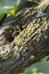 lilac trunk with cracked bark