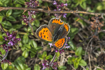Kleiner Feuerfalter (Lycaena phlaes)