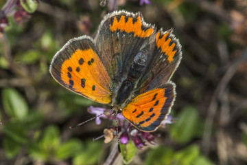 Kleiner Feuerfalter (Lycaena phlaes)