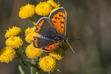 Kleiner Feuerfalter (Lycaena phlaes)