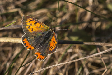 Kleiner Feuerfalter (Lycaena phlaes)