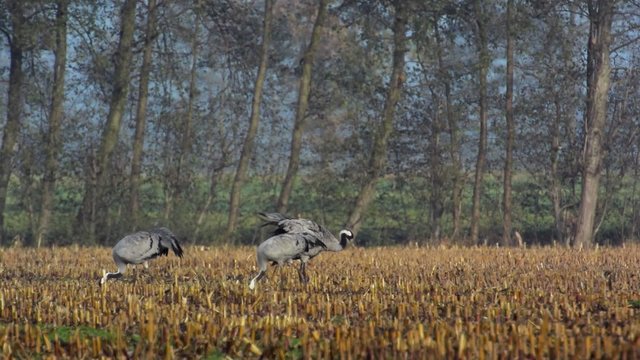 Large group of migrating Common Cranes or Eurasian Cranes (Grus Grus) bird standing in a field during an autumn day. 