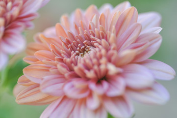 Chrysanthemum Pink