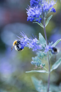 Caryopteris blue flowers and a bumblebee