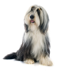 bearded collie