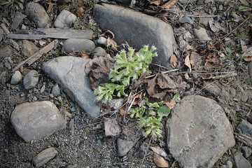 Forest flower among stones and dried leaves