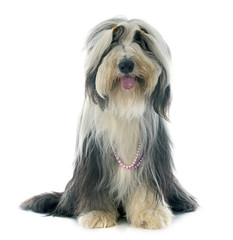 bearded collie