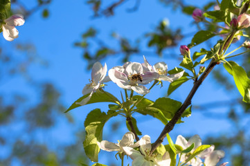 Bee in the flower