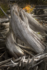 Bleached tree stump amid driftwood on Flagstaff Lake beach, Main