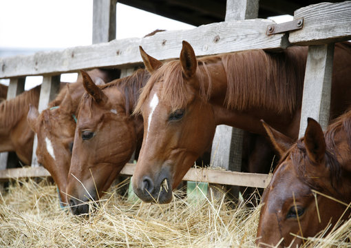 Group of horses eats hay from a hay rack