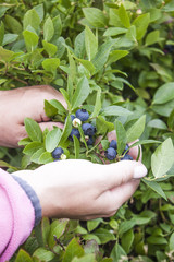 Picking huckleberries © DPRM
