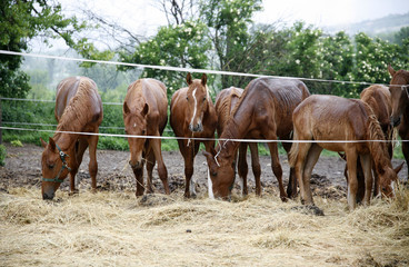 Fototapeta premium Thoroughbred horses in thecorral eating dry grass