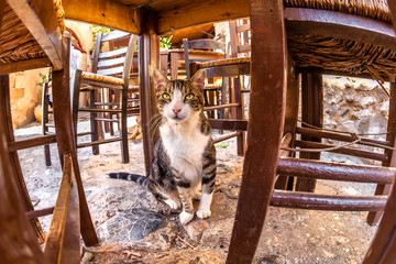 restaurant cat
