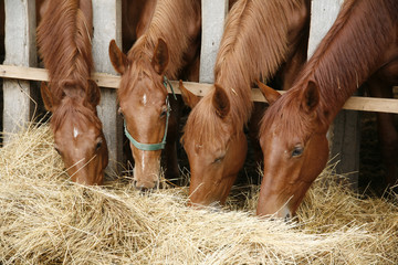 Fototapeta premium Młode źrebięta czystej krwi dzielą się sianem na farmie koni