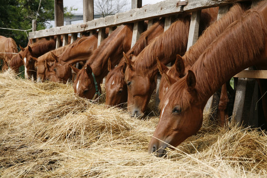 Herd of horses eating dry hay in summertime rural scene