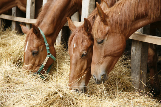 Side view portrait from group of grazing horses