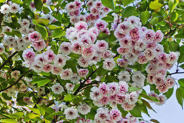 blooming sakura flowers in spring closeup