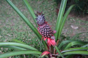 Ananas comosus