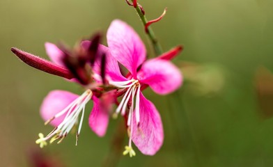 Fototapeta na wymiar Dreamy colorful pink and white flower and bud closeup