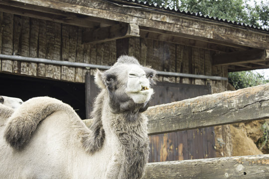 Dromedary in park
