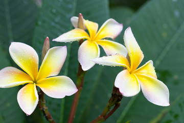 Fototapeta na wymiar group of yellow white flowers of Frangipani, Plumeria