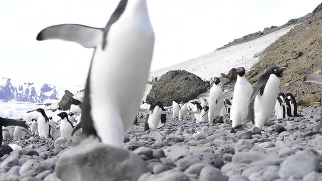 march of Adelie Penguins 