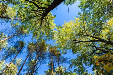 Autumnal forest from below.