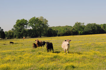 Cows in Field
