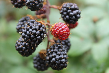 Detalhe de conjunto de amoras silvestres repletas de orvalho.