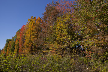 Colorful fall foliage in the Berkshire Mountains of Western Massachusetts.