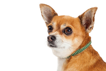 Chihuahua Mixed Breed Dog Profile Closeup