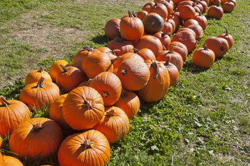 Pumkins in a pumpkin patch