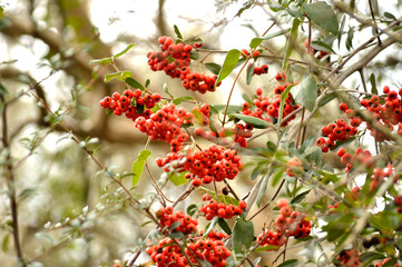 Firethorn (pyracantha) bush berries