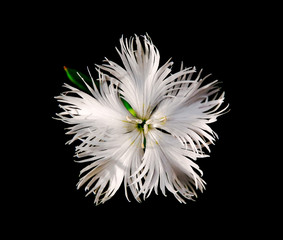 Carnation (Dianthus)