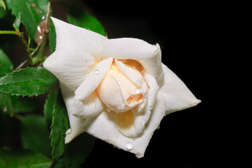 White tea rose in the droplets after the rain on a black background
