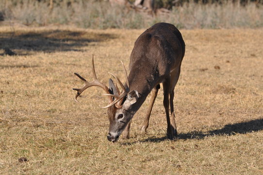 Fototapeta White Tail deer eating grass in winter on Colorado plains